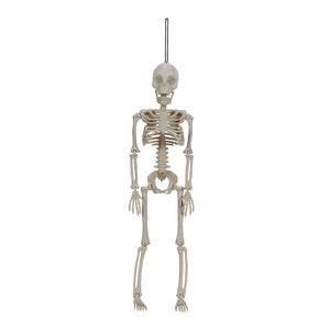 Art.11648 Esqueleto Plástico 40x9.5cm 1pz