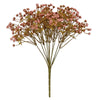 image variant Coral