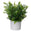 Fantasías Miguel Art.2847 Planta Con Maceta 24cm    (Aprox) 1pz 3