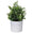 Fantasías Miguel Art.2847 Planta Con Maceta 24cm    (Aprox) 1pz 4