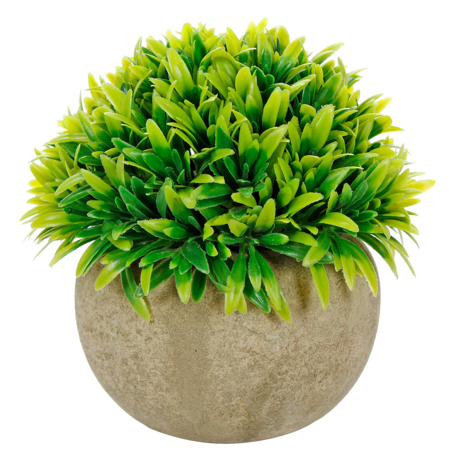 Art.10577 Planta Grande Redonda Base Fina