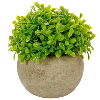 Art.10578 Planta Grande Redonda Base Fina