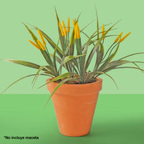 Art.2758 Planta Plástico Con Flor X4 39cm 1pz