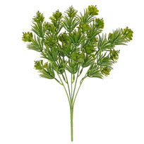 Art.2987 Planta Fina x5