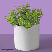 Art.3044 Planta Mini  Con 4 Varas 25cm 1pz