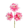 image variant Rosa