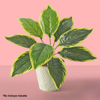 Art.3856 Planta Fina x9 34cm 1pz