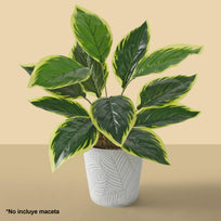 Art.3896 Planta Fina x12 43cm 1pz