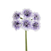 image variant Morado