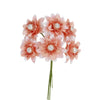 image variant Coral
