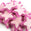 Fantasías Miguel Art.6456 Aplicación Estrella De Puffy 33mm 200pz Rosa/Fiusha