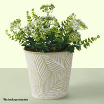 Art.9113 Planta Fina X5 32cm 1pz