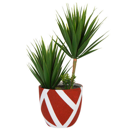 Suculentas Con Pintura Textura