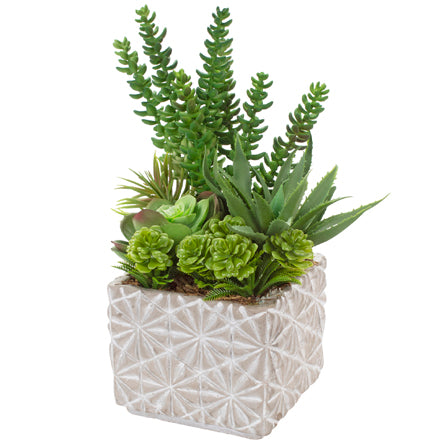 Maceta Con Suculentas